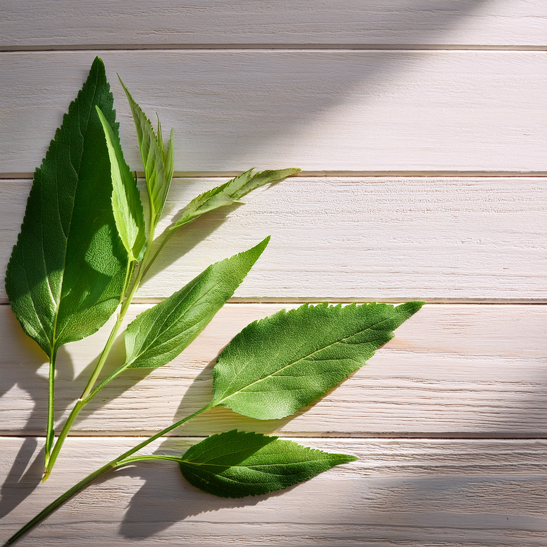 Herbal & Fresh